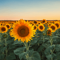 Sunflower Fragrance Oil 306