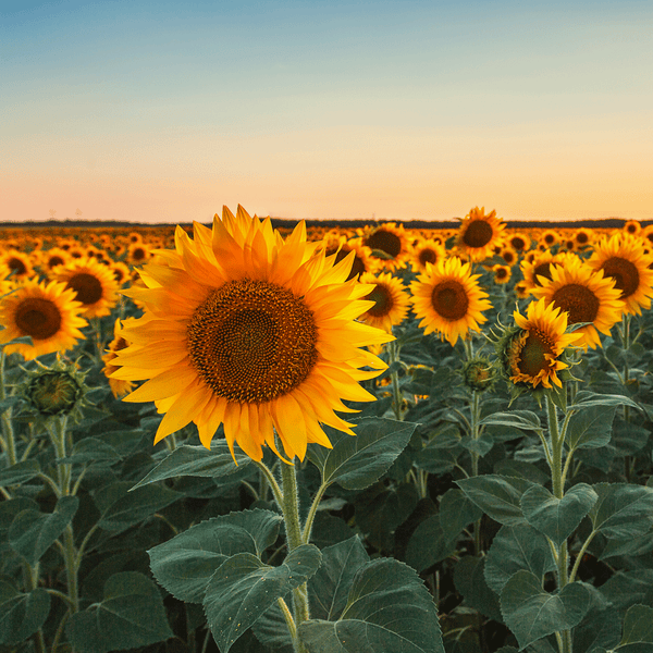 Sunflower Fragrance Oil 306 - Zoom Media 1