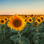 Sunflower Fragrance Oil 306 - Zoom Thumbnail Media 1