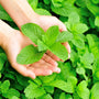 Garden Mint Fragrance Oil 319 - Zoom Thumbnail Media 1