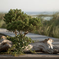 Beach Wood* Fragrance Oil 19811