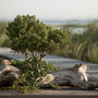 Beach Wood* Fragrance Oil 19811 - Zoom Thumbnail Media 1