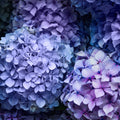 Very Peri Fragrance Oil