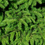 Fir Needle Essential Oil - 100% Pure 726 - Zoom Thumbnail Media 1