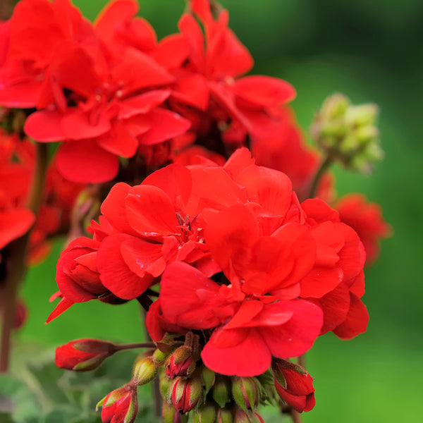 Geranium Essential Oil - 100% Pure 732 - Zoom Media 1