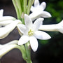 Tuberose Fragrance Oil 352 - Zoom Thumbnail Media 1