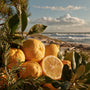 On the Beach* Fragrance Oil 1205 - Zoom Thumbnail Media 1