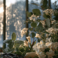 Frosted Petals Fragrance Oil 770