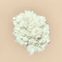 Aloe Vera Powder - 100X - Zoom Thumbnail Media 1