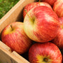 Country Apple Fragrance Oil 476 - Zoom Thumbnail Media 1
