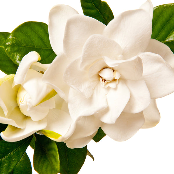 White Gardenia Flowers Fragrance Oil 98 - Zoom Media 1