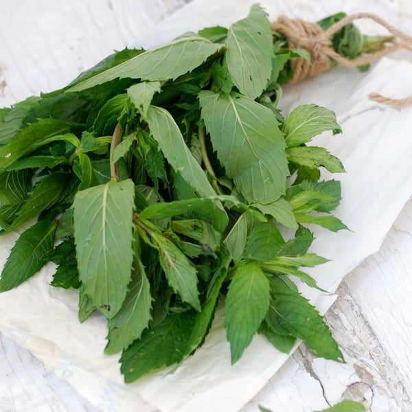 Eucalyptus Spearmint - EO & FO Blend 608 - Zoom Media 1