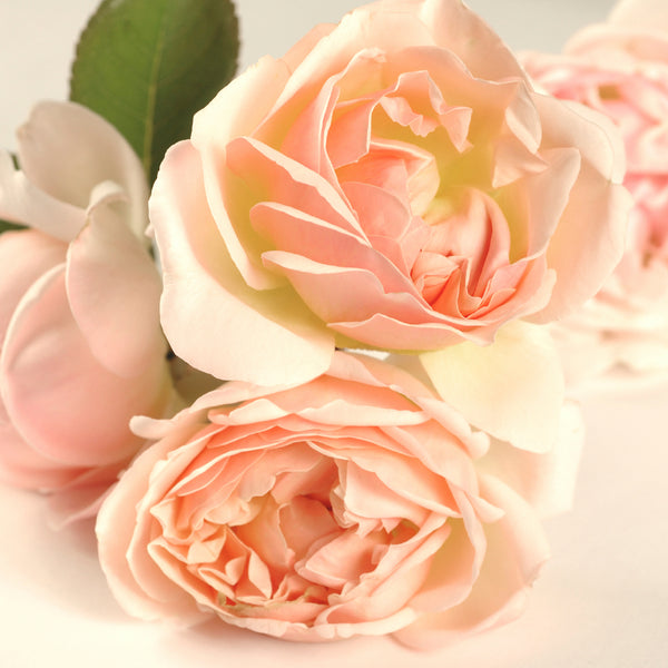 Sweet Bay Rose - EO & FO Blend 604 - Zoom Media 1