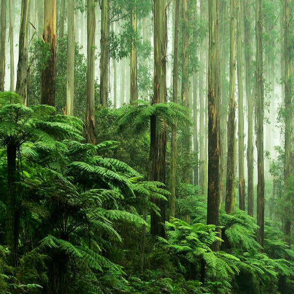 Rainforest Essential Oil and Fragrance Blend 592 - Zoom Media 1