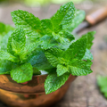 Spearmint Pure Essential Oil 713
