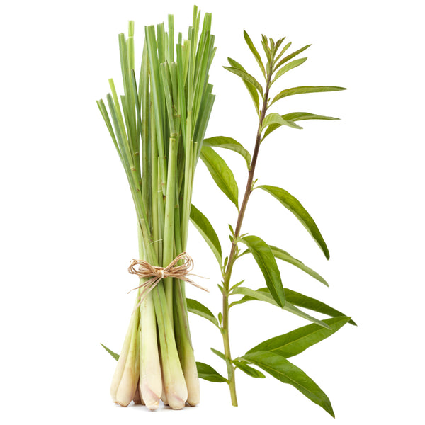 Lemongrass Verbena - EO & FO Blend 357 - Zoom Media 1