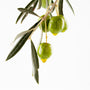 Olive - EO & FO Blend - Zoom Thumbnail Media 1