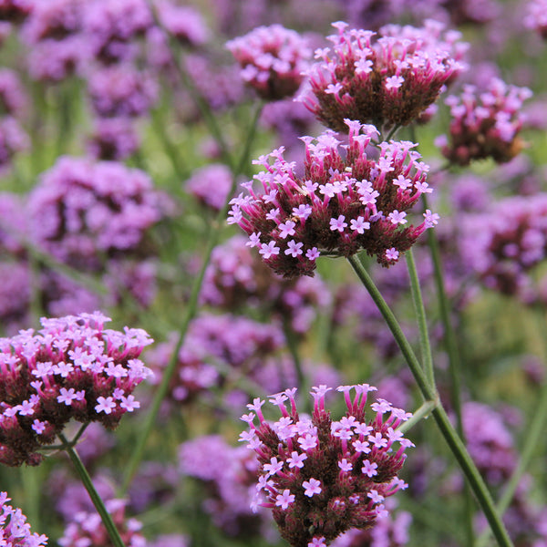 Verbena Essential Oil and Fragrance Blend 348 - Zoom Media 1