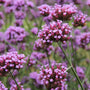 Verbena Essential Oil and Fragrance Blend 348 - Zoom Thumbnail Media 1