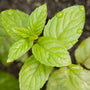 Fresh Mint - EO & FO Blend - Zoom Thumbnail Media 1