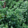 Juniper Breeze Fragrance Oil 169 - Zoom Thumbnail Media 1