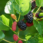 Mulberry Fragrance Oil 185 - Zoom Thumbnail Media 1
