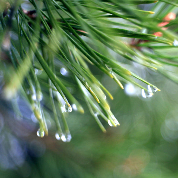 Windsong Balsam Pine - EO & FO Blend 519 - Zoom Media 1