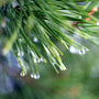 Windsong Balsam Pine - EO & FO Blend 519 - Zoom Thumbnail Media 1