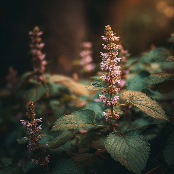 Patchouli Fragrance Oil 102 - Zoom Media 1