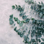 Eucalyptus Fragrance Oil 244 - Zoom Thumbnail Media 1