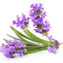 Lavender 30/32 Essential Oil - 100% Pure 100 - Zoom Thumbnail Media 1