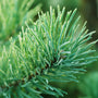 Frasier Fir Fragrance Oil 311 - Zoom Thumbnail Media 1
