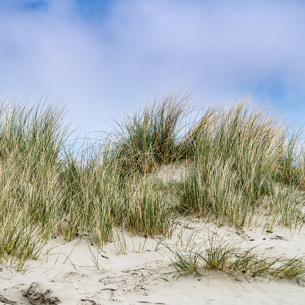 Dune Grass* Fragrance Oil 146 - Zoom Media 1
