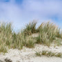 Dune Grass* Fragrance Oil 146 - Zoom Thumbnail Media 1