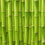 Fresh Bamboo* Fragrance Oil 349