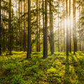 Twilight Woods Fragrance Oil 615