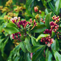 Clove Leaf Essential Oil - 100% Pure 1050 - Zoom Thumbnail Media 1