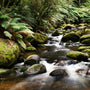 Rainforest - Natural Fragrance Oil 668 - Zoom Thumbnail Media 1