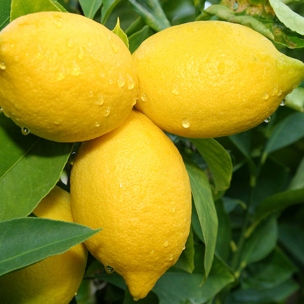 Lemon, Lemon, Lemon - EO & FO Blend 205 - Zoom Media 1
