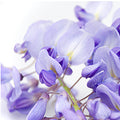 Wisteria Fragrance Oil