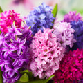 Hyacinth Fragrance Oil 242