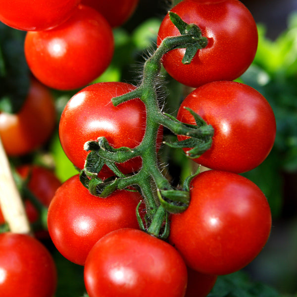 Farmer's Market Vine Ripe Tomato Fragrance Oil 684 - Zoom Media 1