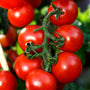 Farmer's Market Vine Ripe Tomato Fragrance Oil 684 - Zoom Thumbnail Media 1