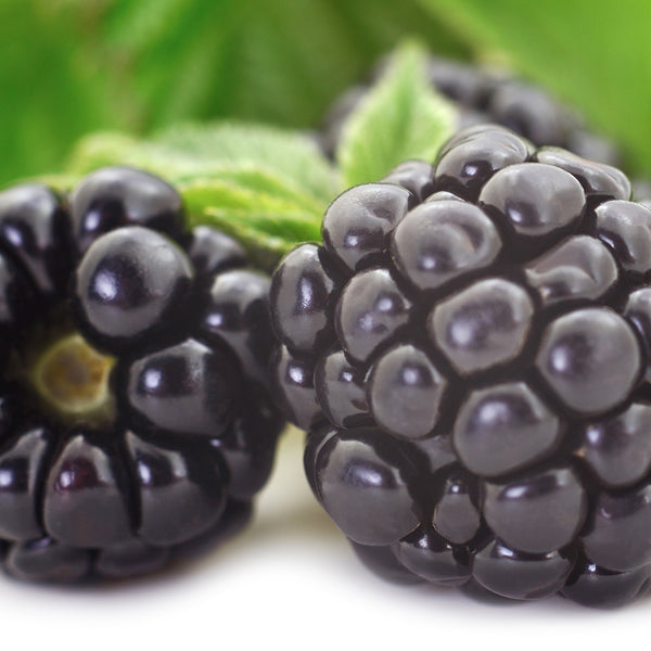 Dewberry Fragrance Oil 378 - Zoom Media 1