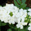 Vanilla Verbena* Fragrance Oil 650