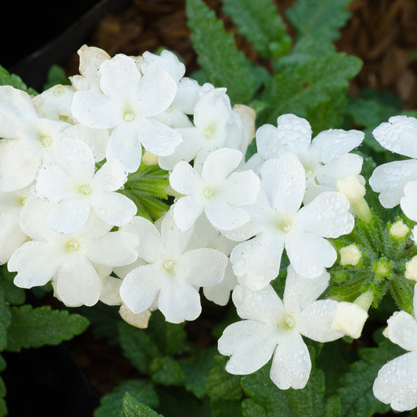 Vanilla Verbena Fragrance Oil 650 - Zoom Media 1