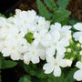 Vanilla Verbena Fragrance Oil 650 - Zoom Thumbnail Media 1
