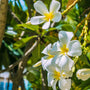 Monoi de Tahiti Fragrance Oil 127 - Zoom Thumbnail Media 1