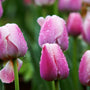 Sweet Rain Fragrance Oil 561 - Zoom Thumbnail Media 1