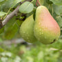 Fresh Picked Pears Fragrance Oil 749 - Zoom Thumbnail Media 1